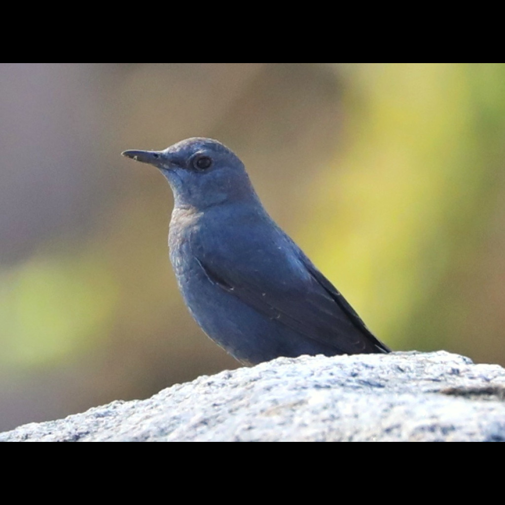 Blue Rock-Thrush