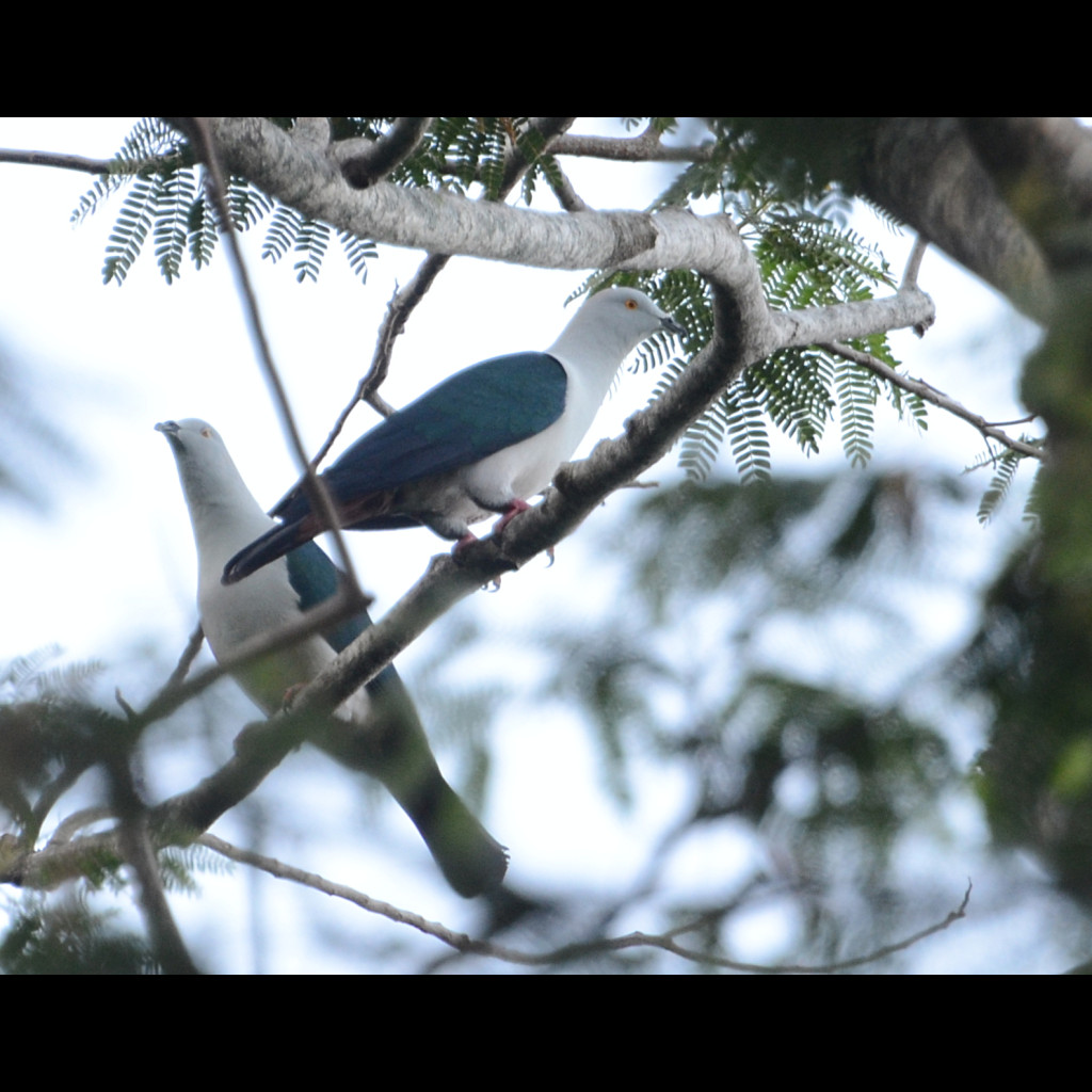 Blue-tailed Imperial-Pigeon