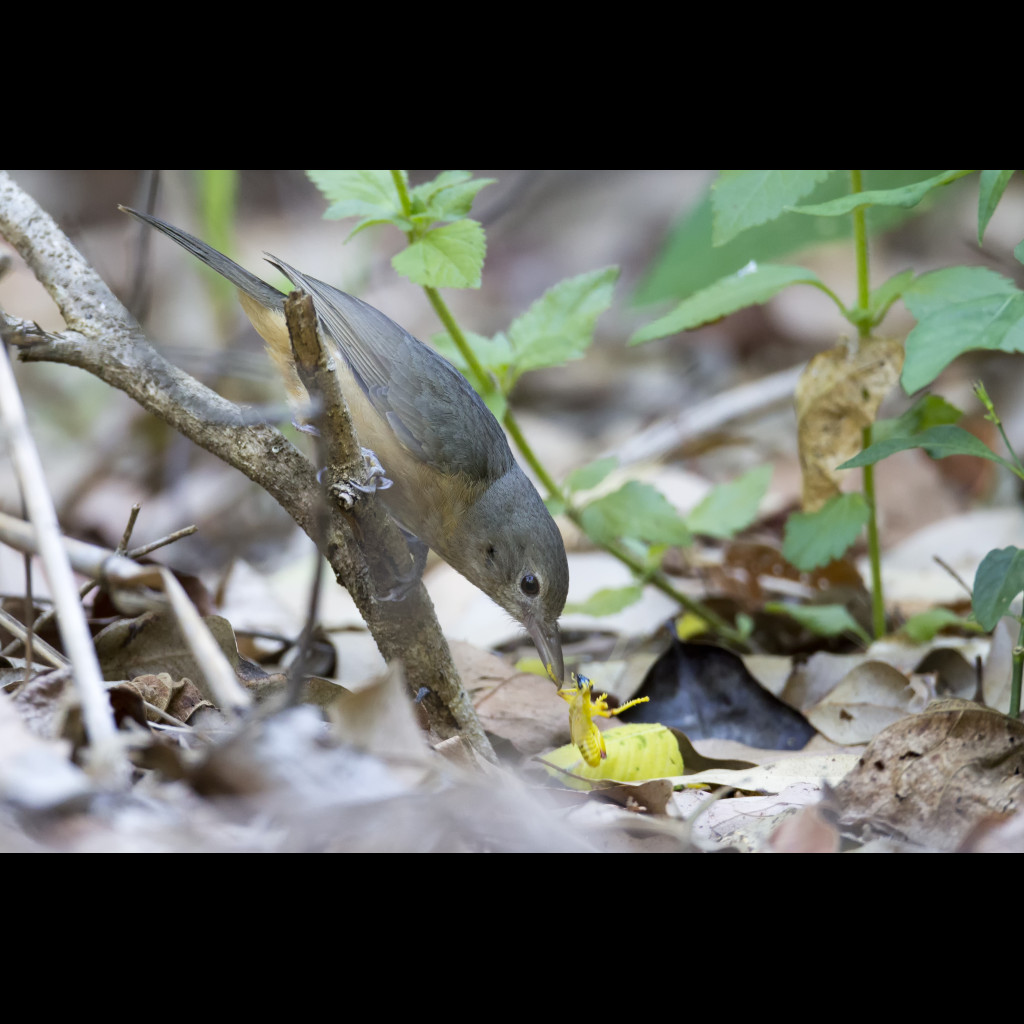 Bower's Shrike-thrush