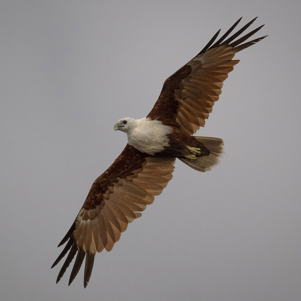 Brahminy Kite