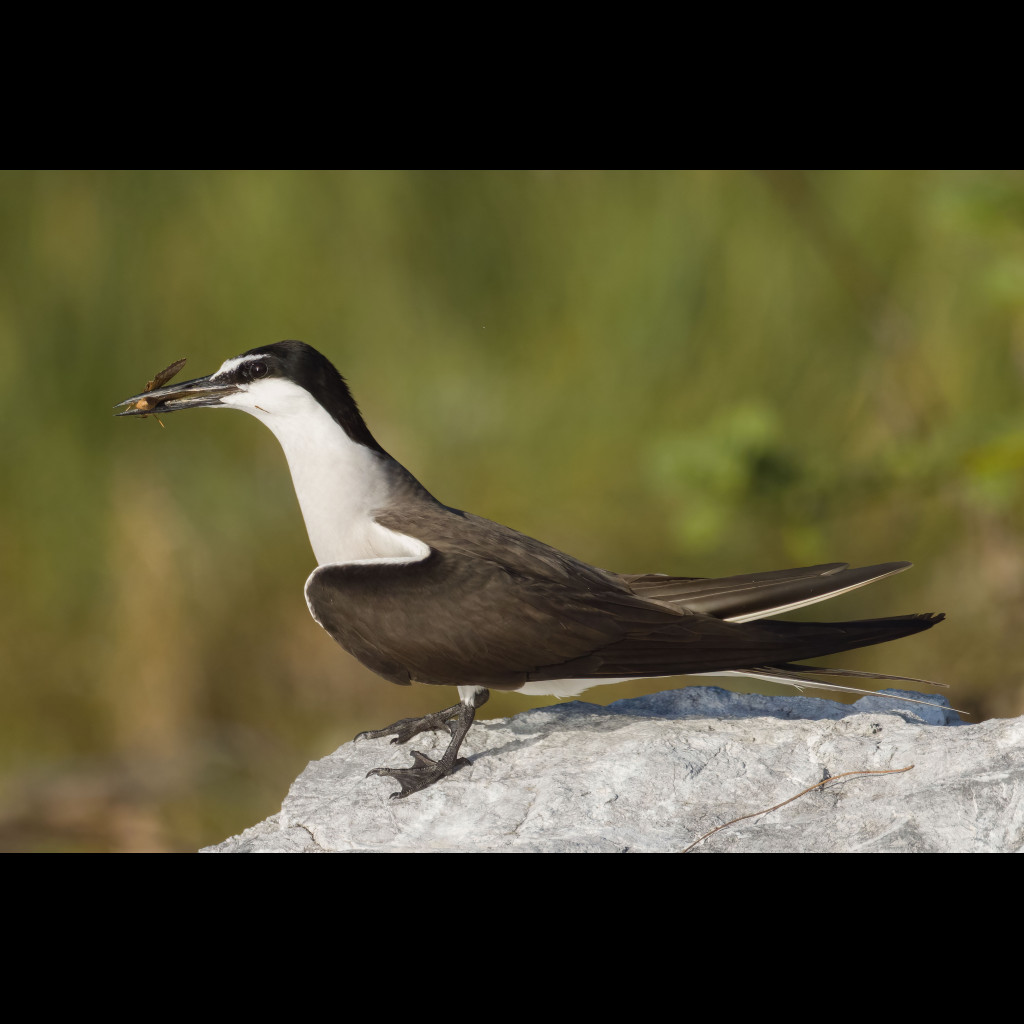 Bridled Tern