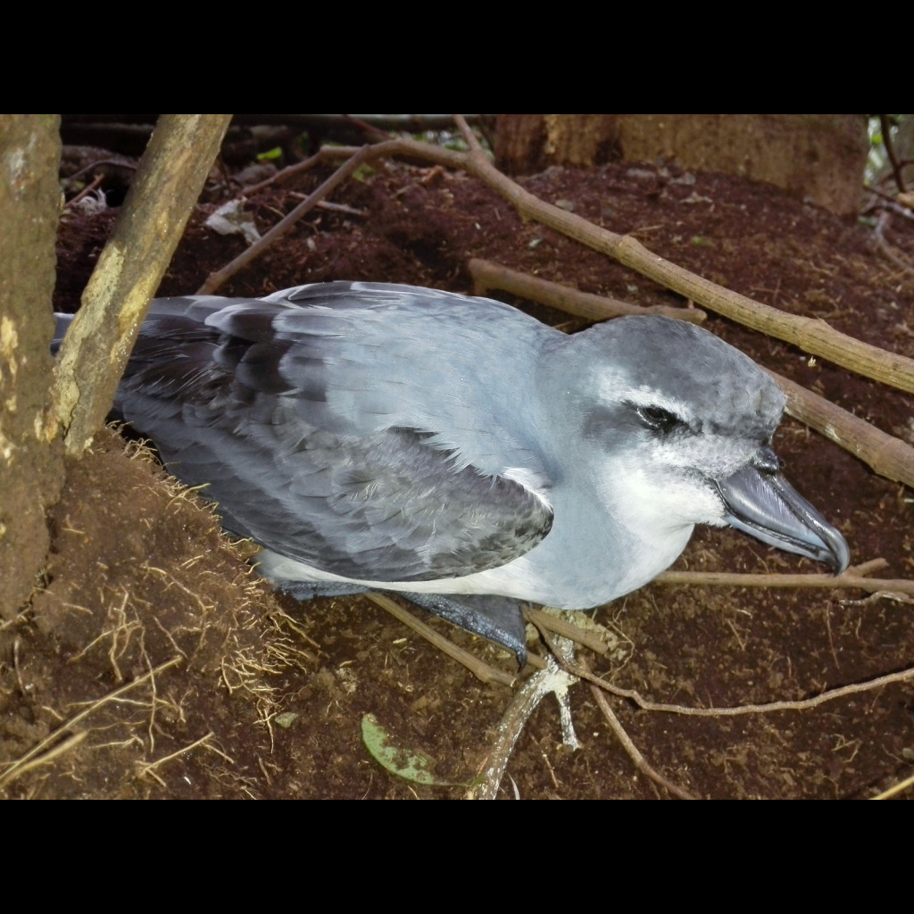 Broad-billed Prion