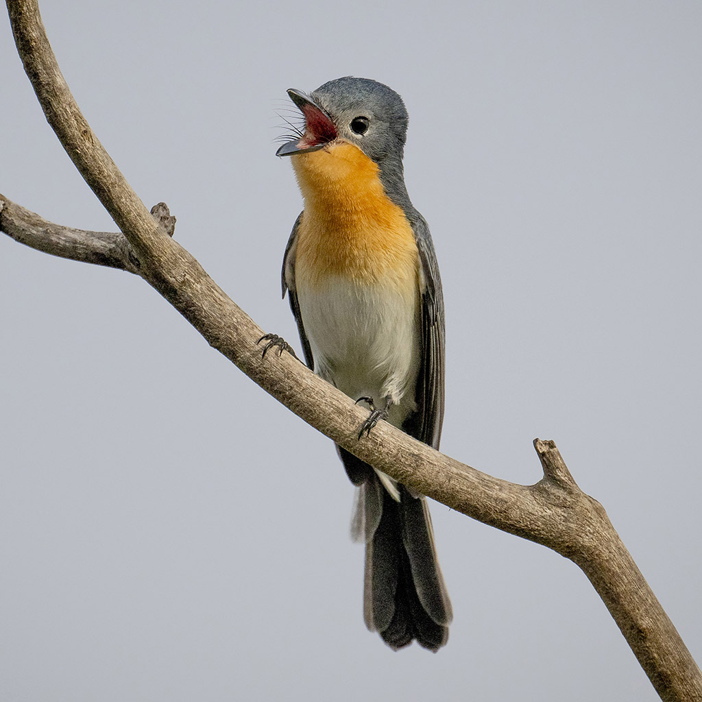 Broad-billed Flycatcher