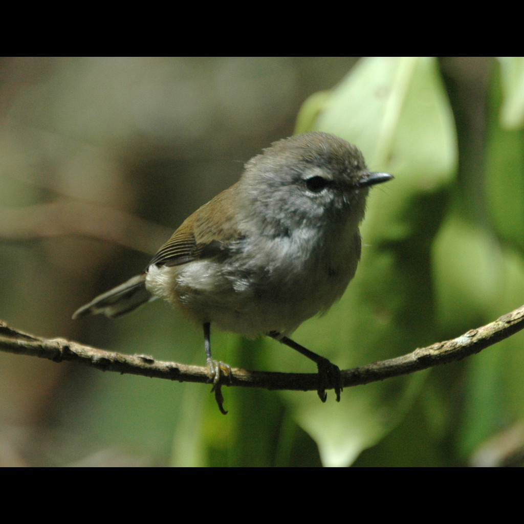 Brown Gerygone
