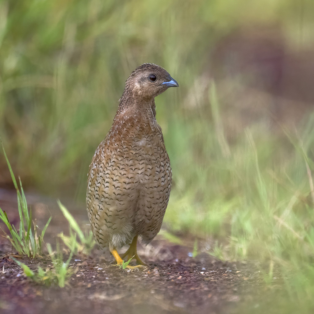 Brown Quail