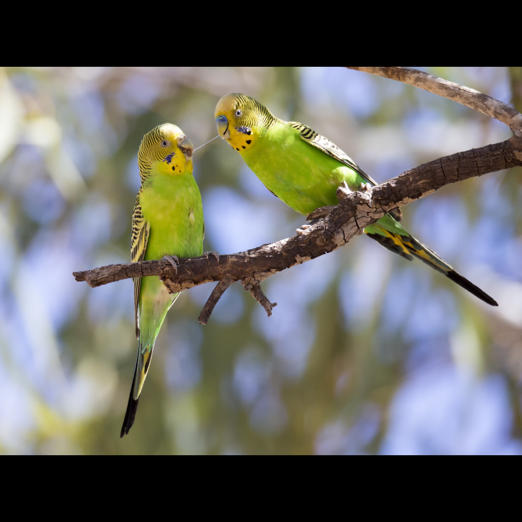 Budgerigar