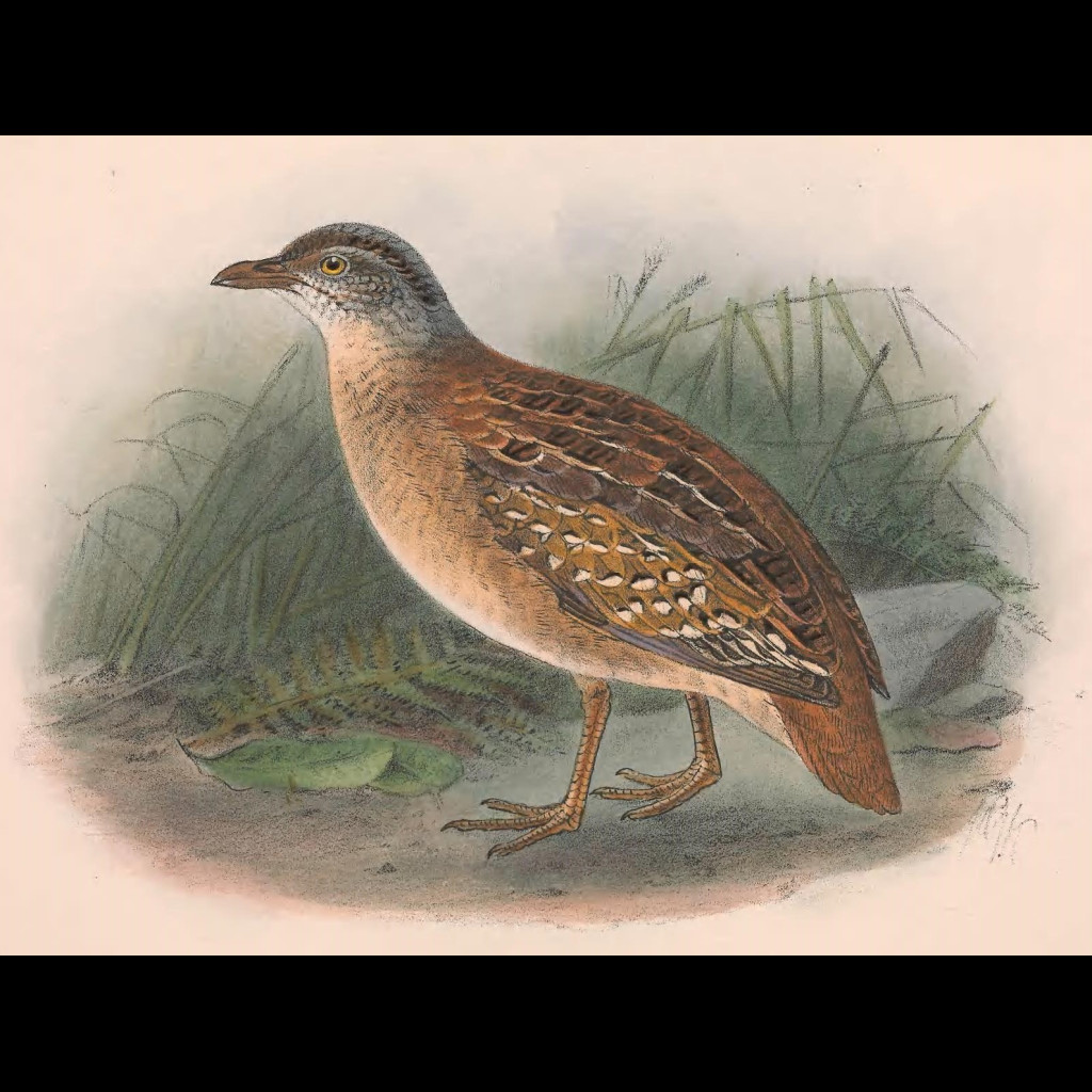 Buff-breasted Button-quail