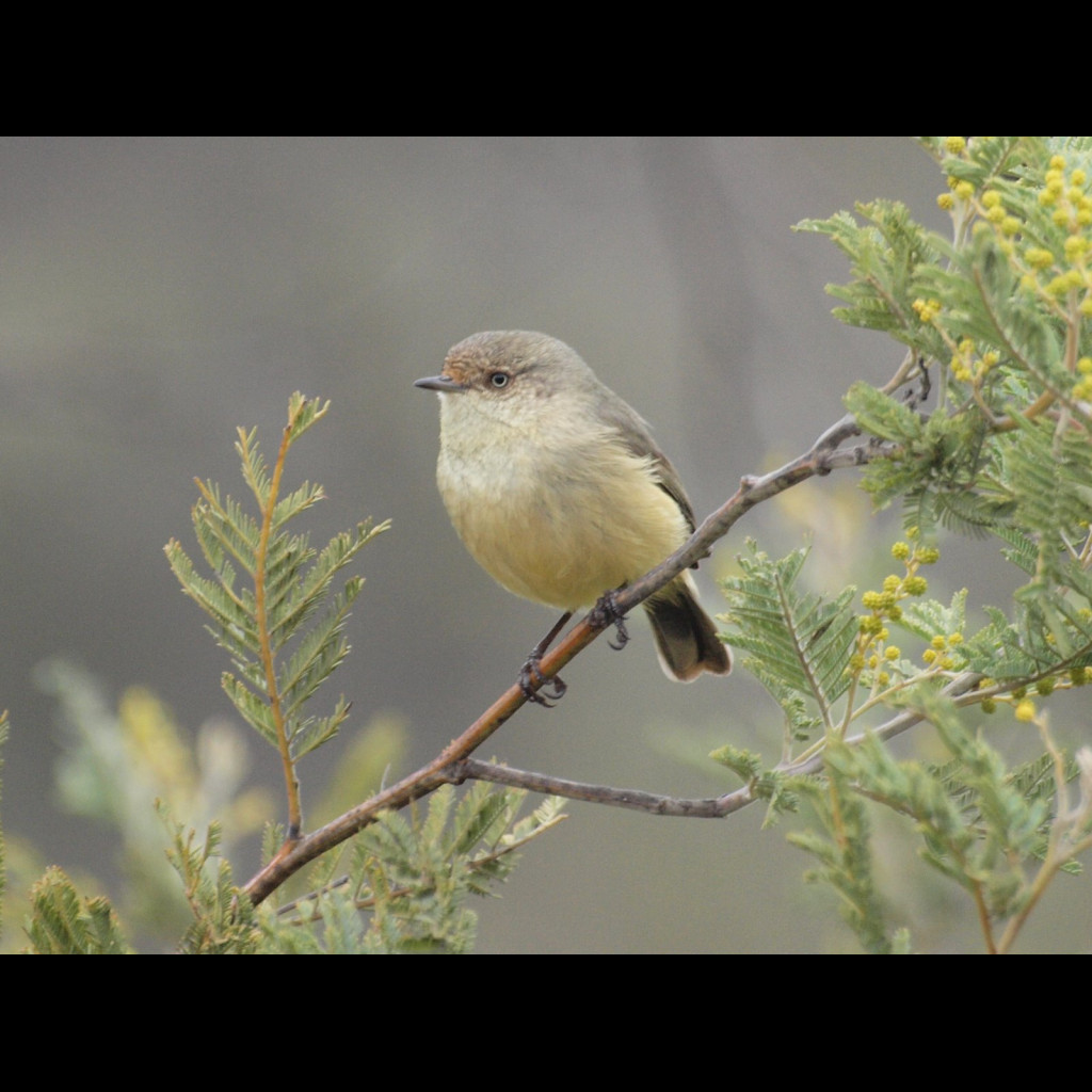 Buff-rumped Thornbill