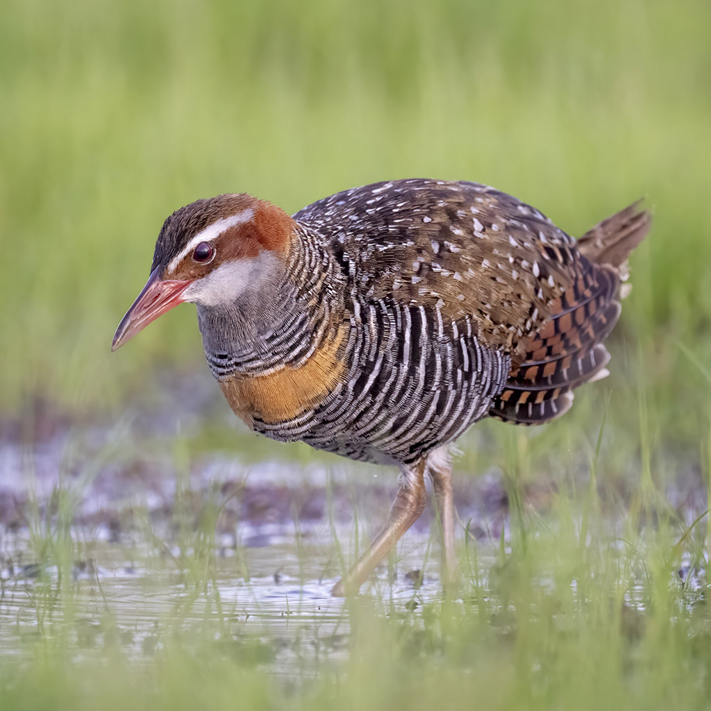 Buff-banded Rail