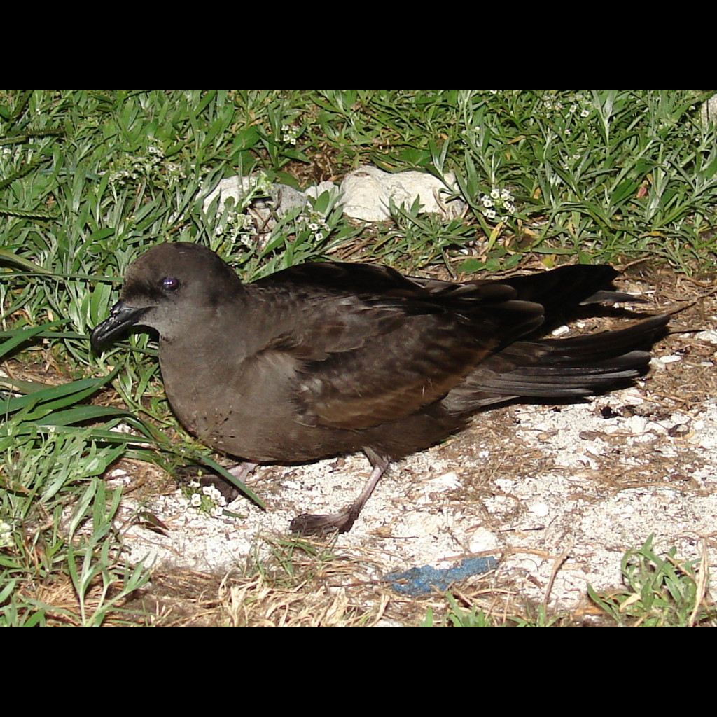 Bulwer's Petrel