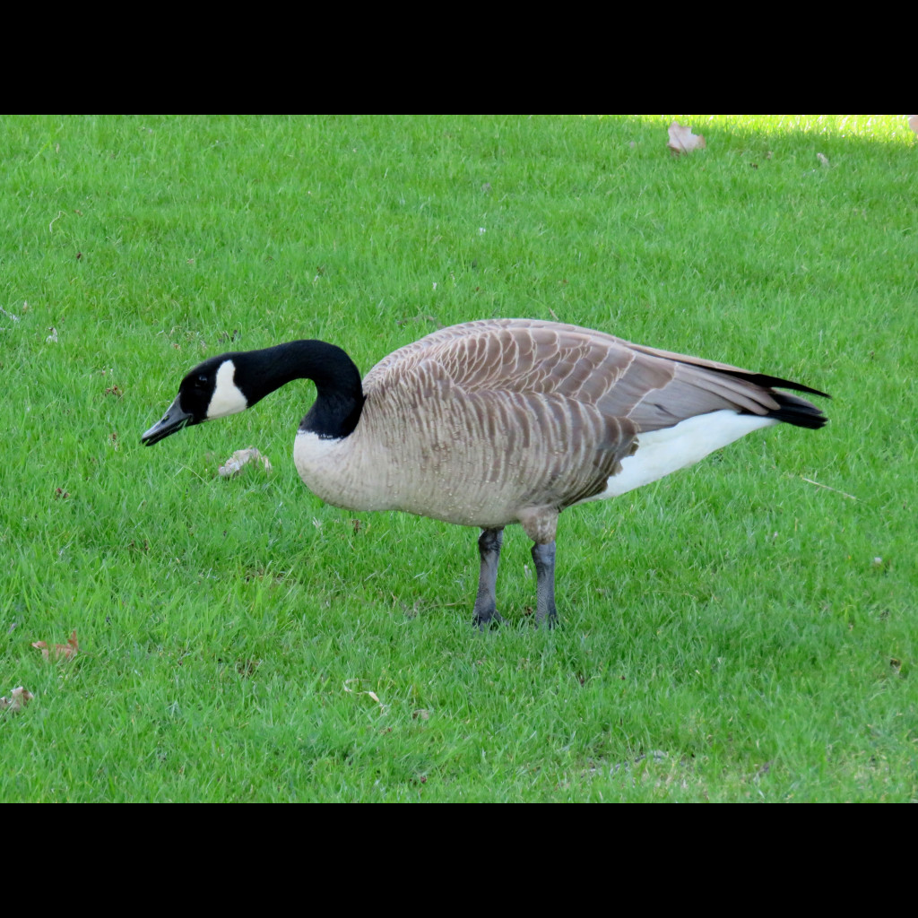 Canada Goose