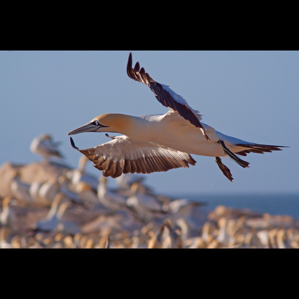 Cape Gannet