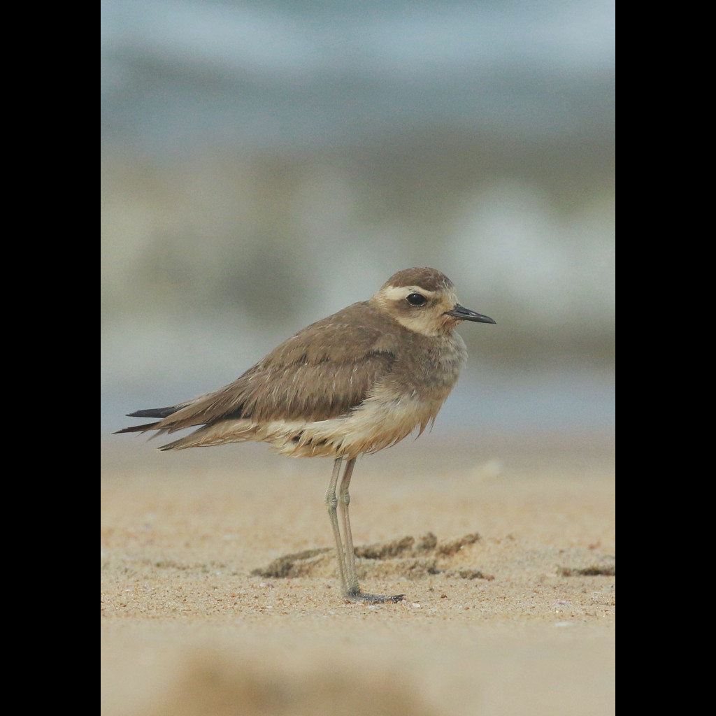 Caspian Plover