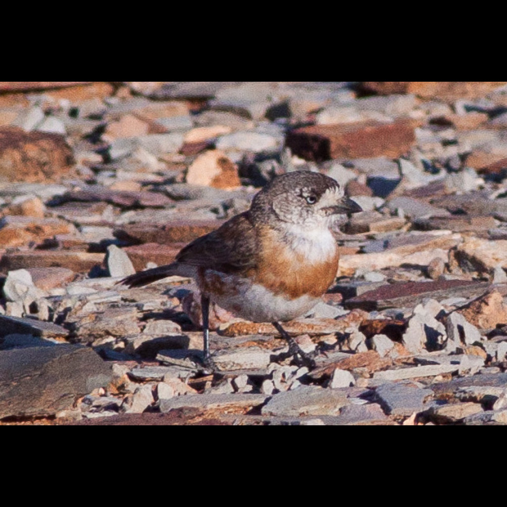 Chestnut-breasted Whiteface