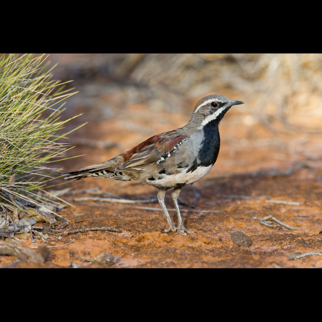Chestnut Quail-thrush