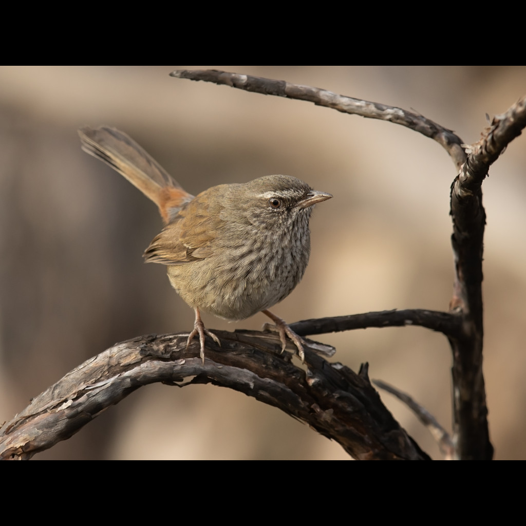 Chestnut-rumped Heathwren