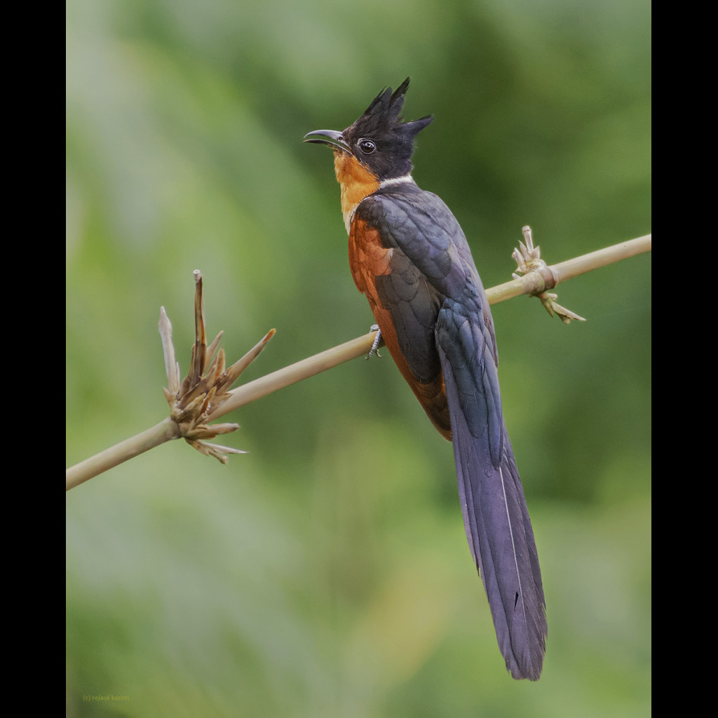 Chestnut-winged Cuckoo