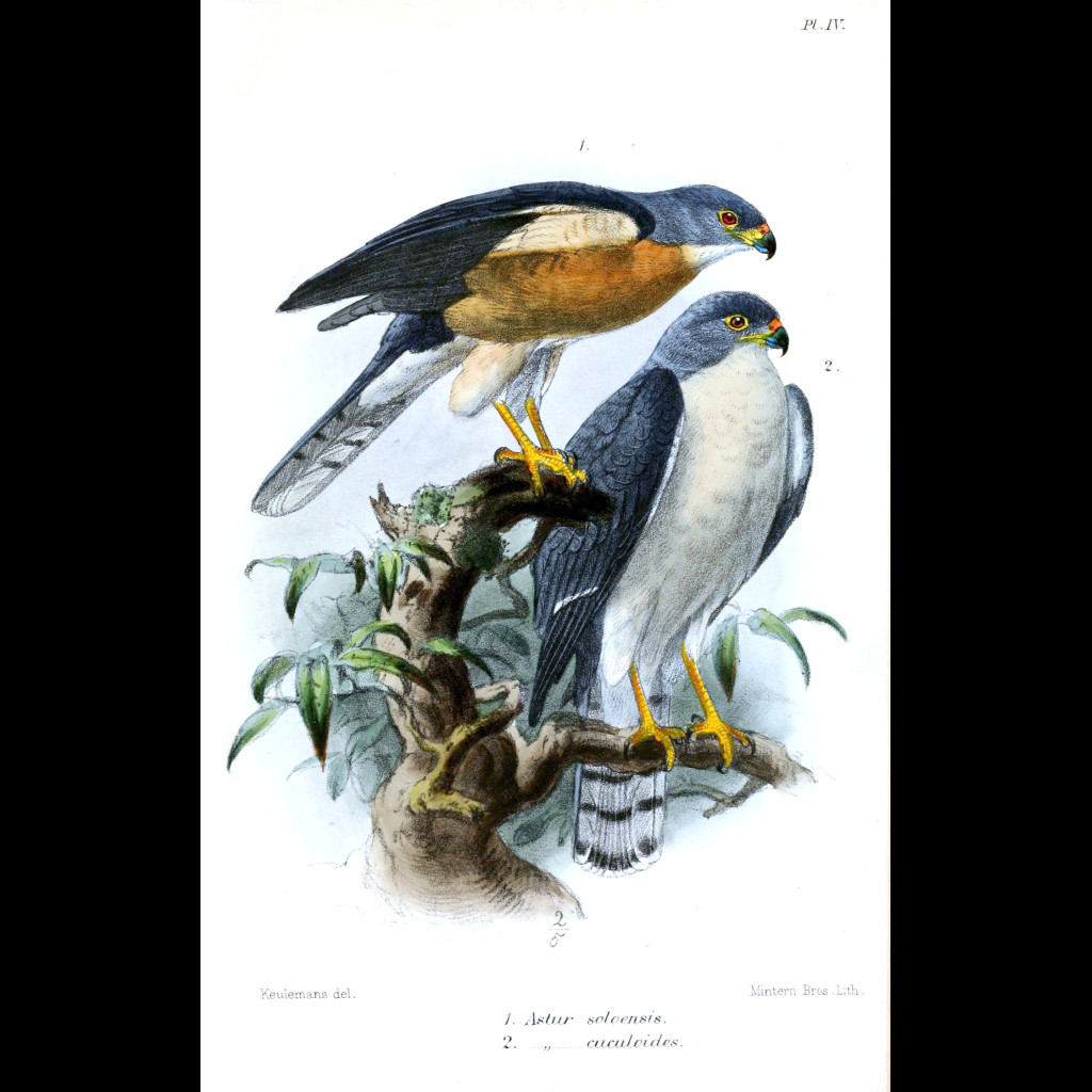 Chinese Goshawk