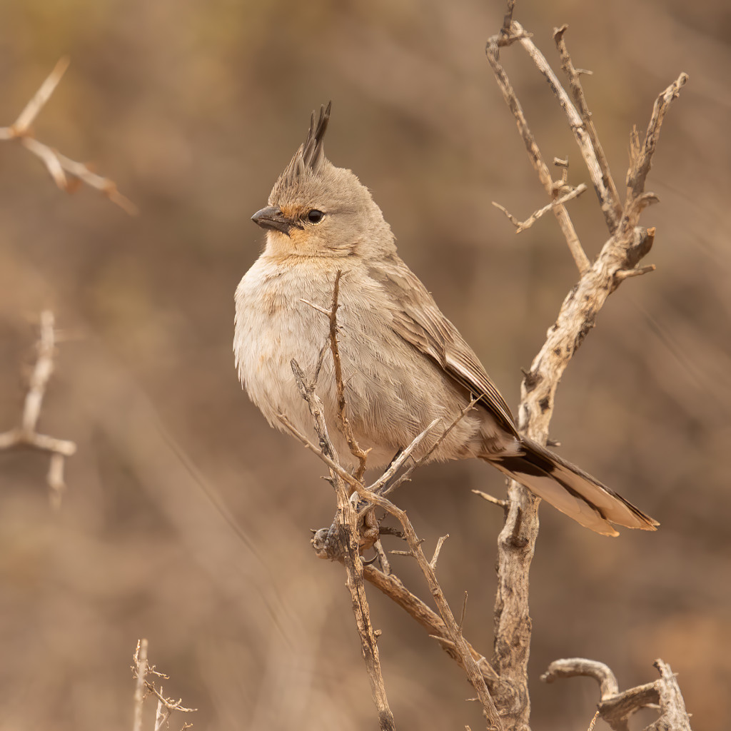 Chirruping Wedgebill