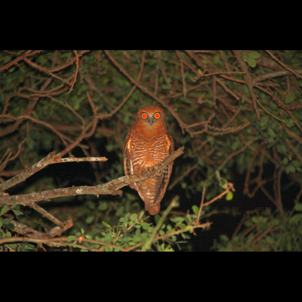 Christmas Island Boobook