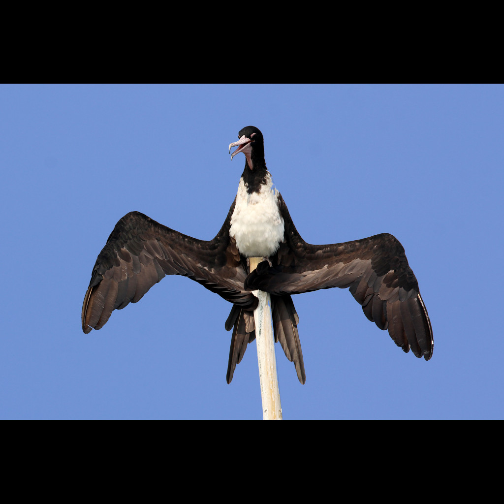 Christmas Island Frigatebird