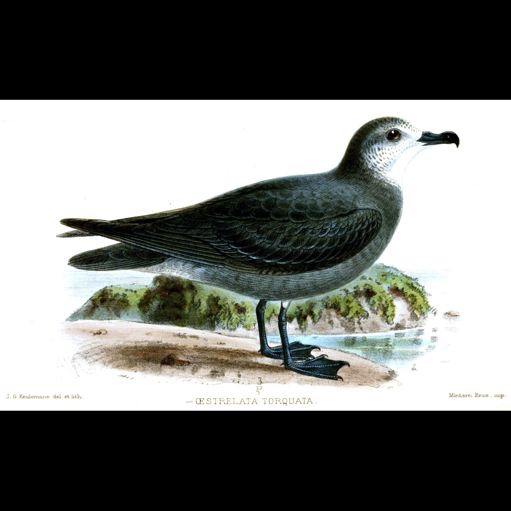 Collared Petrel
