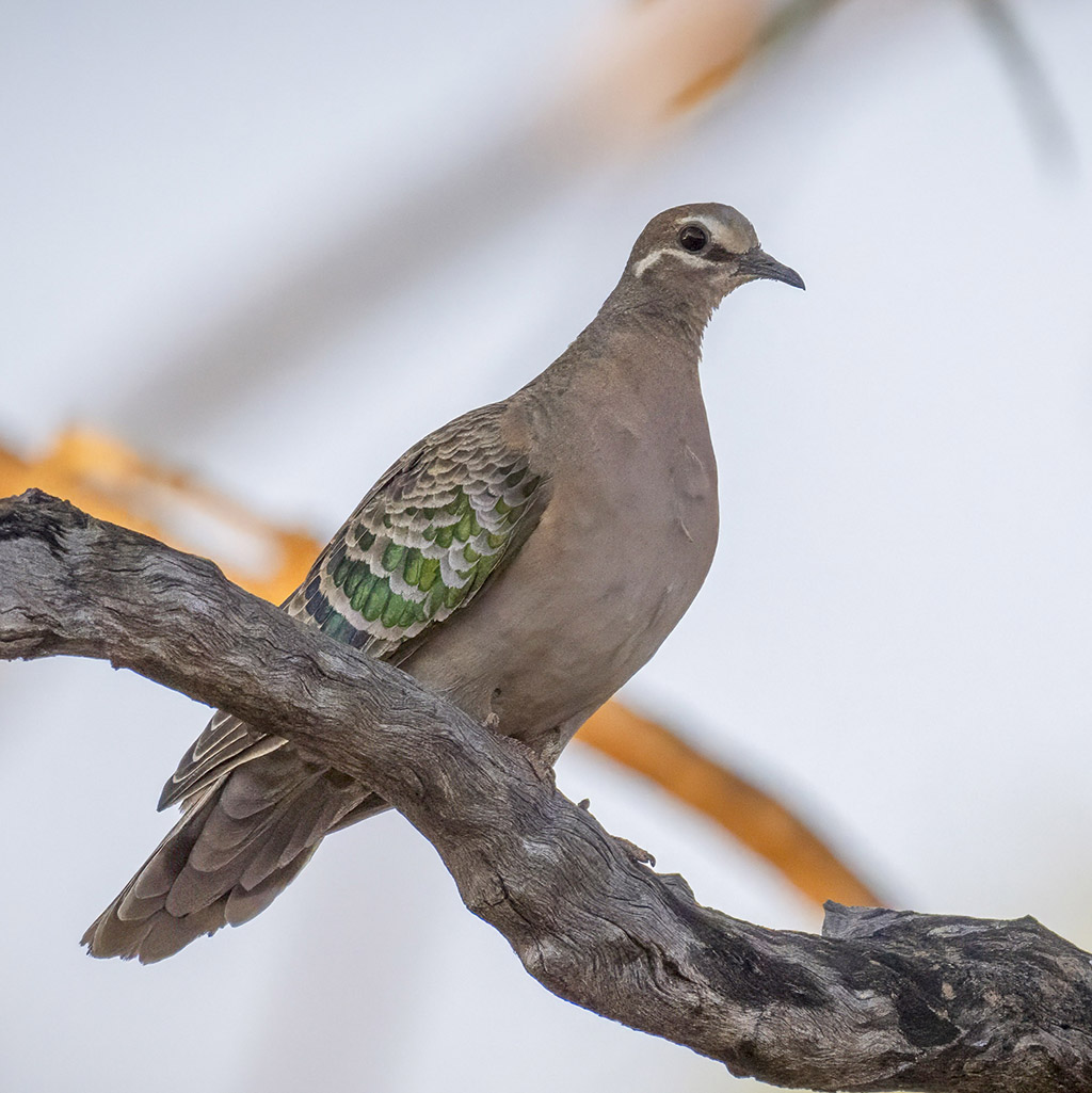 Common Bronzewing