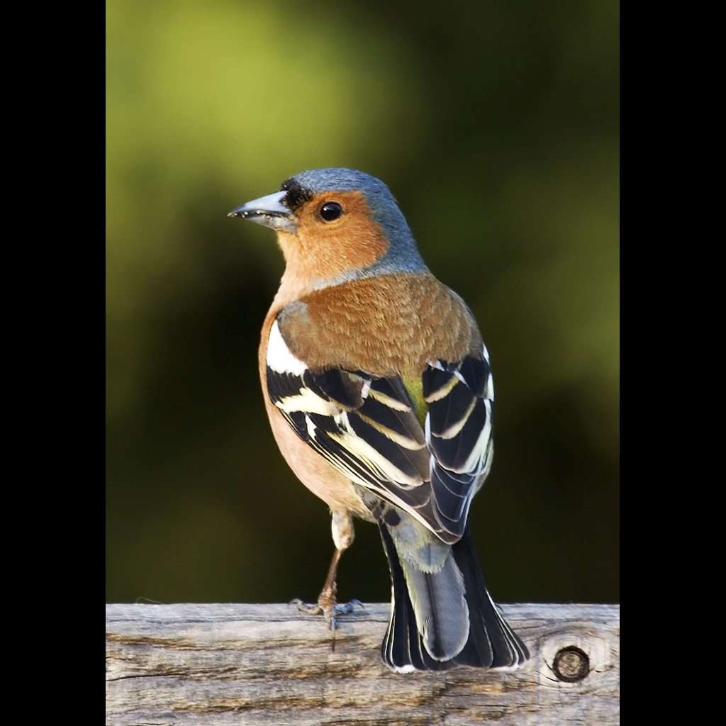 Common Chaffinch