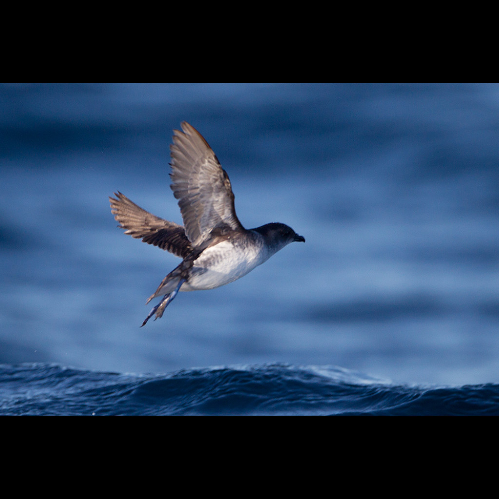 Common Diving-Petrel