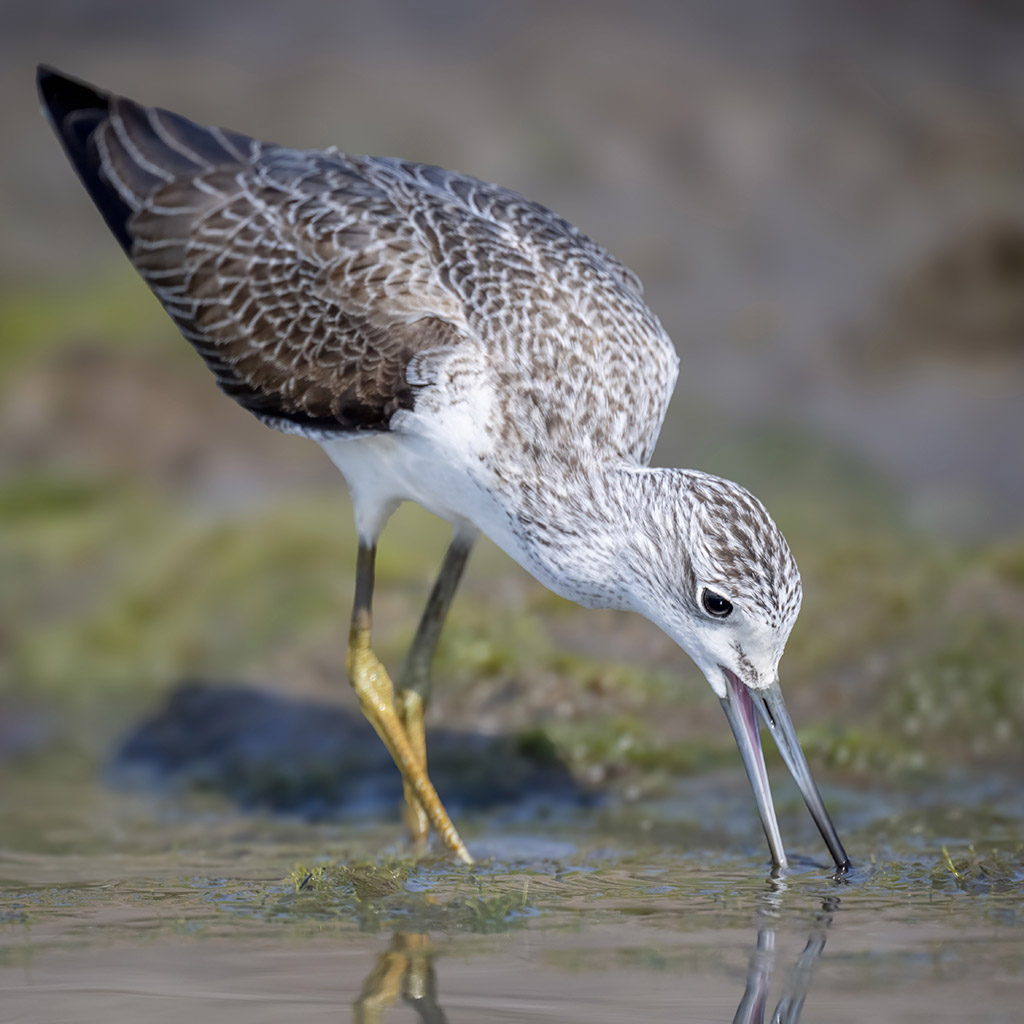 Common Greenshank