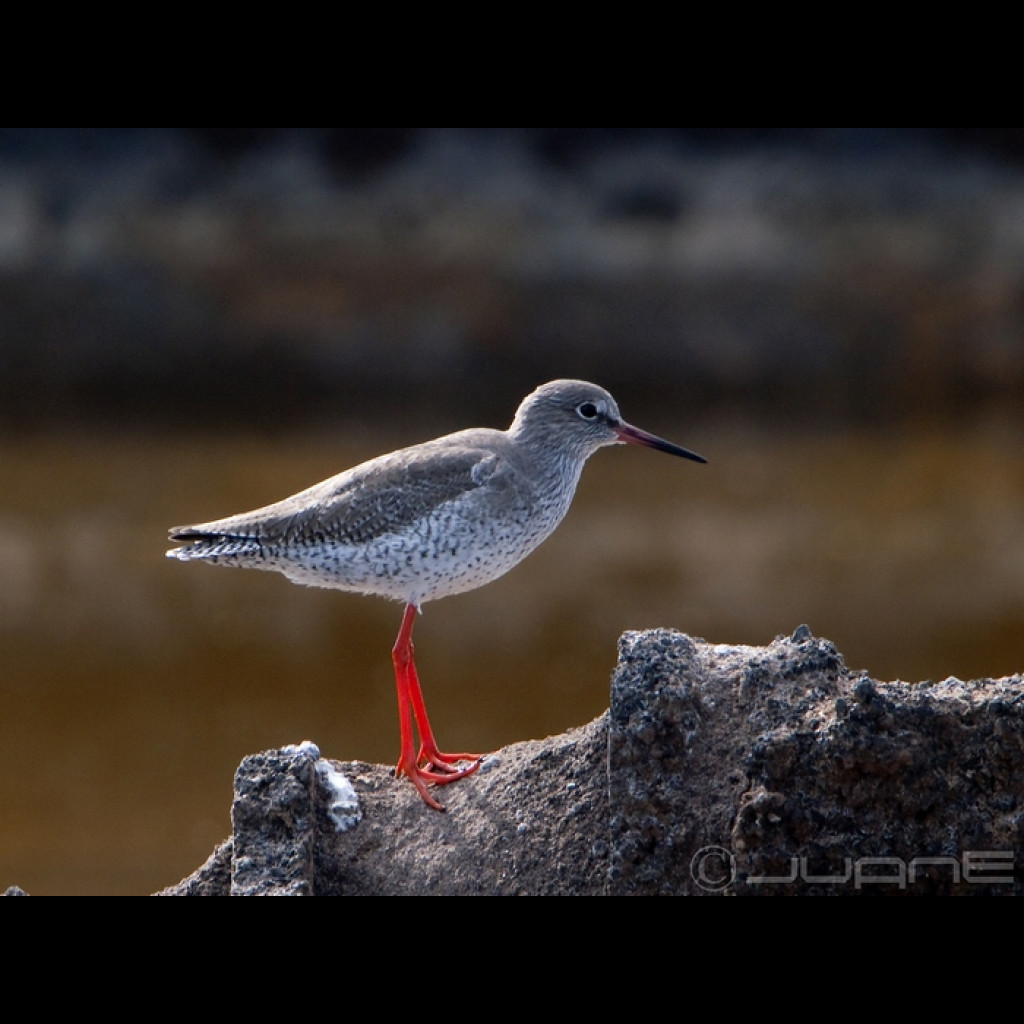 Common Redshank