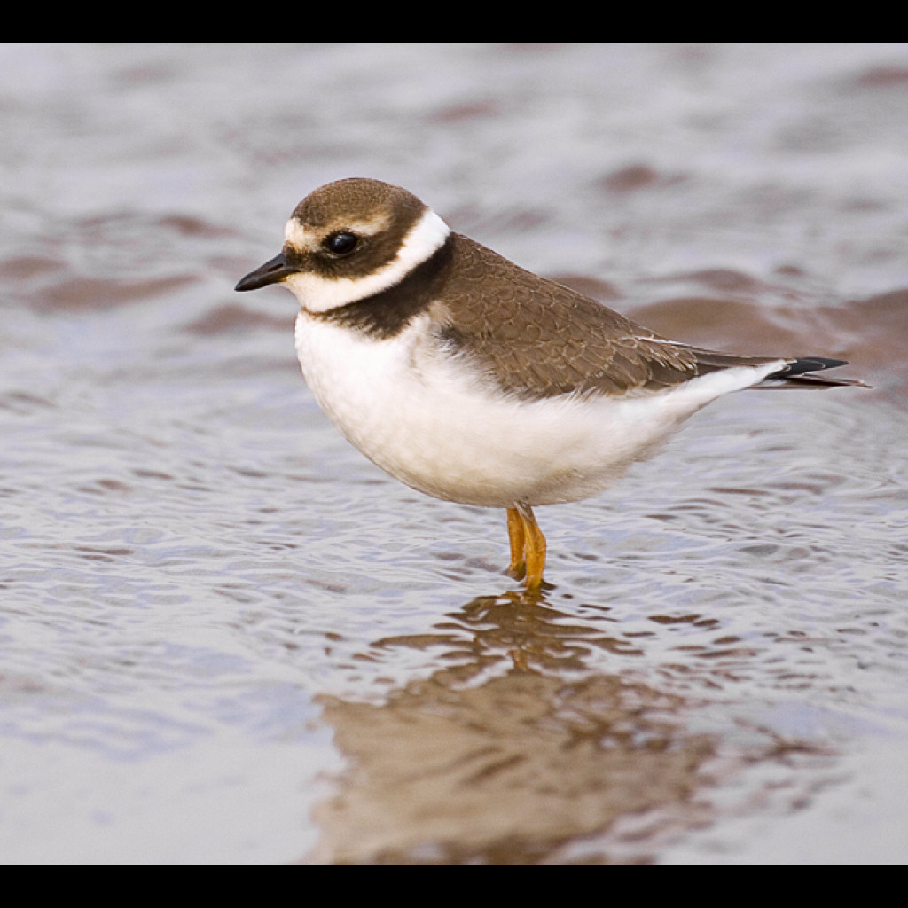 Common Ringed Plover