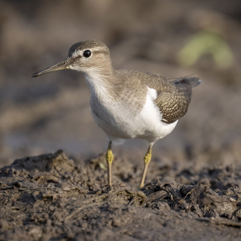 Common Sandpiper