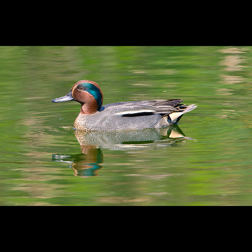 Common Teal