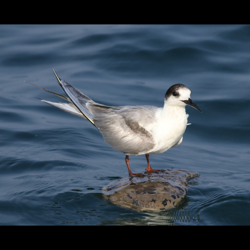 Common Tern