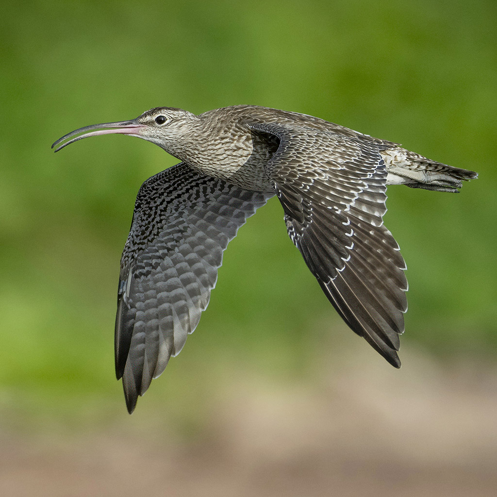 Common Whimbrel
