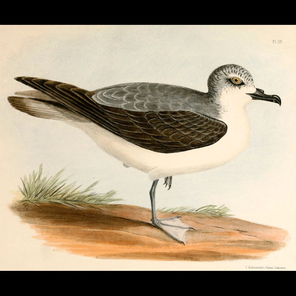 Cook's Petrel