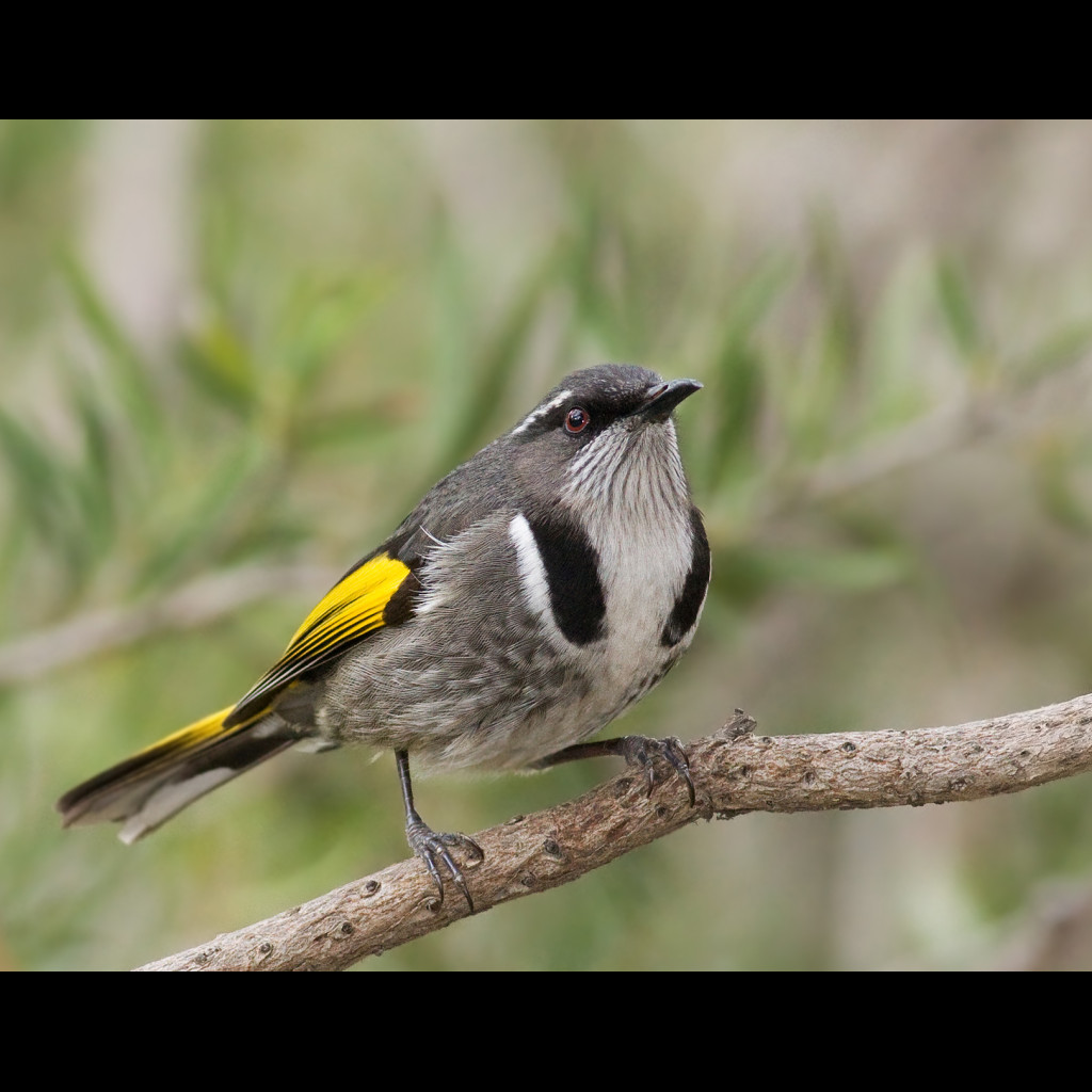 Crescent Honeyeater