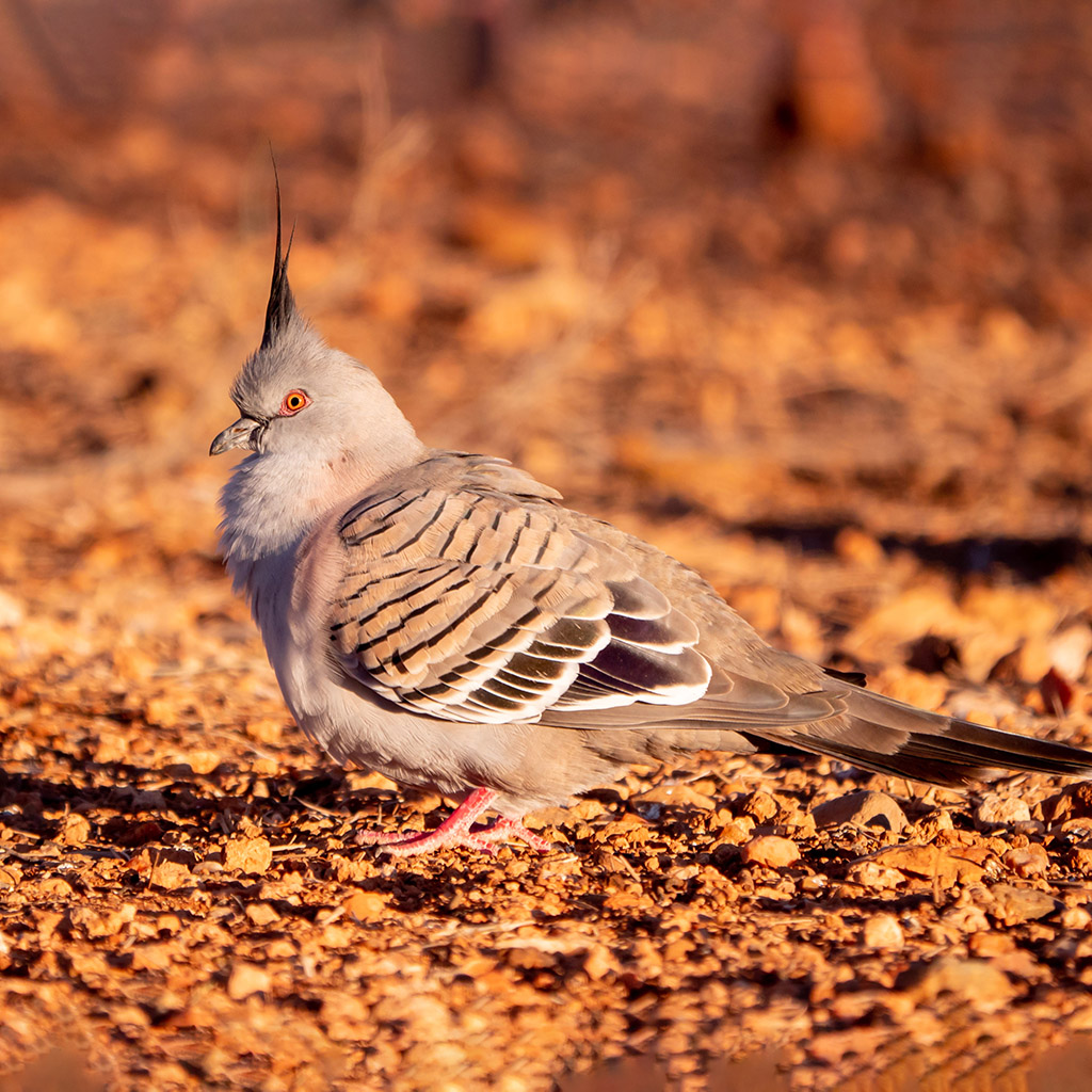 Crested Pigeon