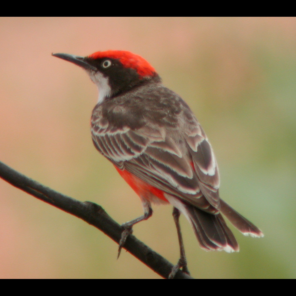 Crimson Chat