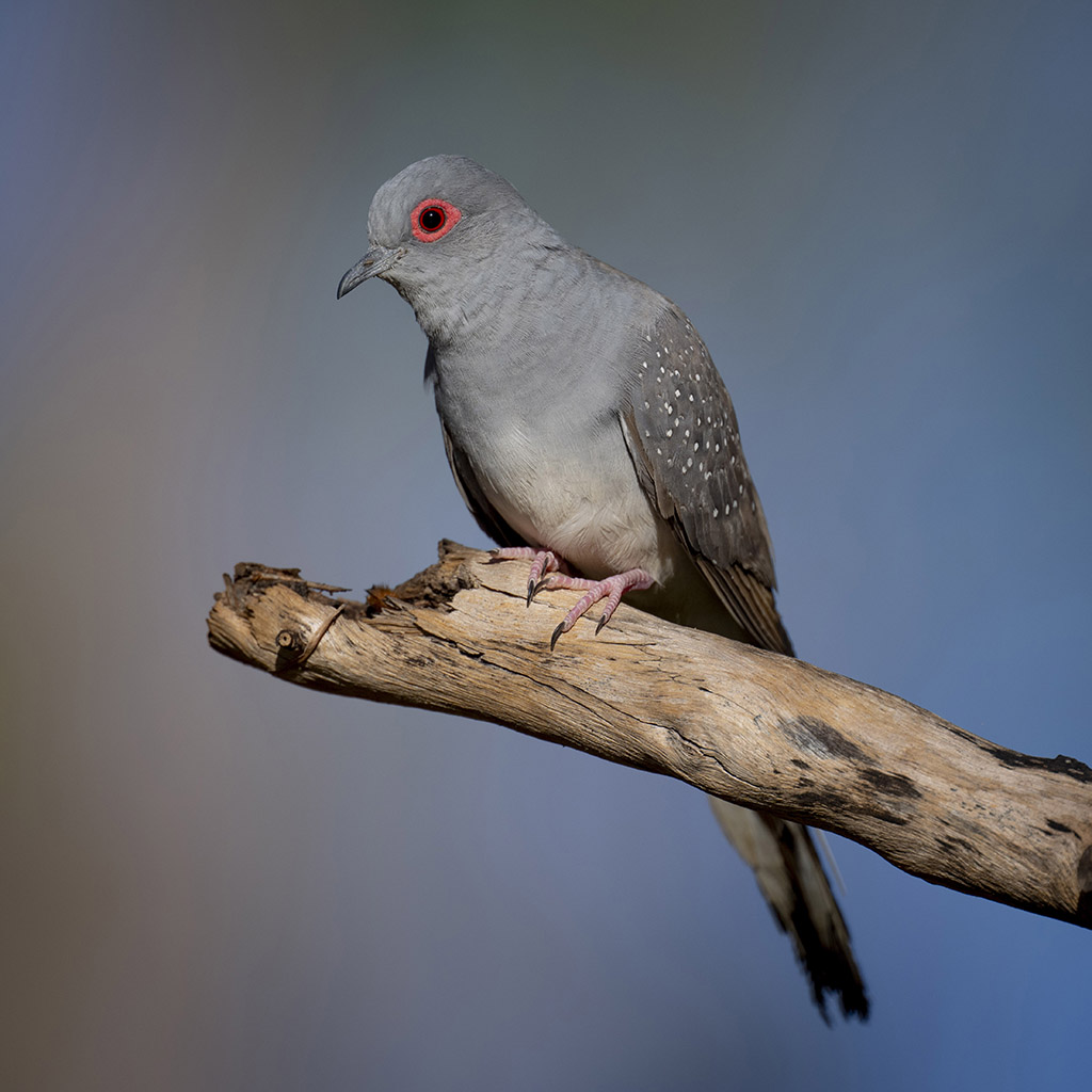 Diamond Dove