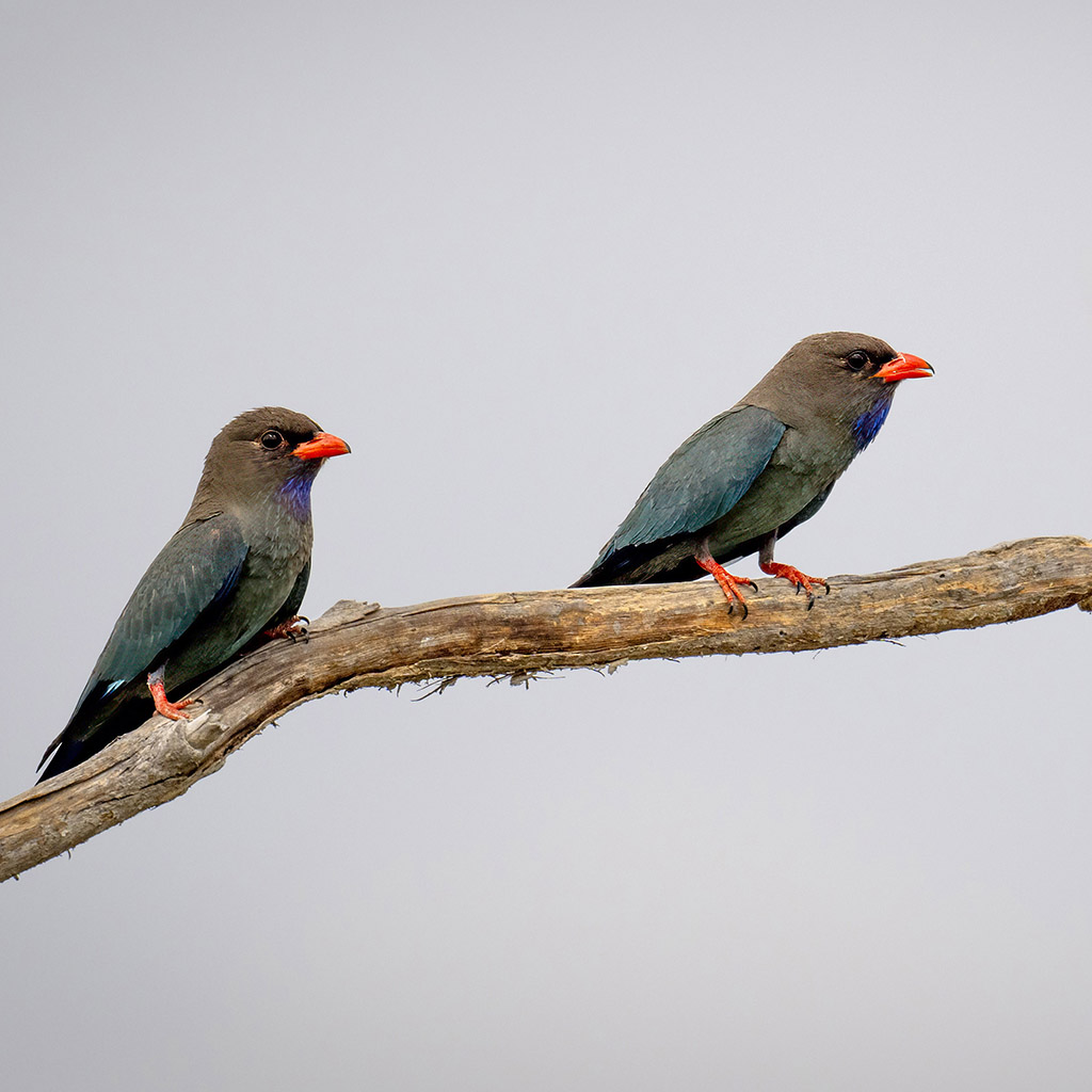 Oriental dollarbird