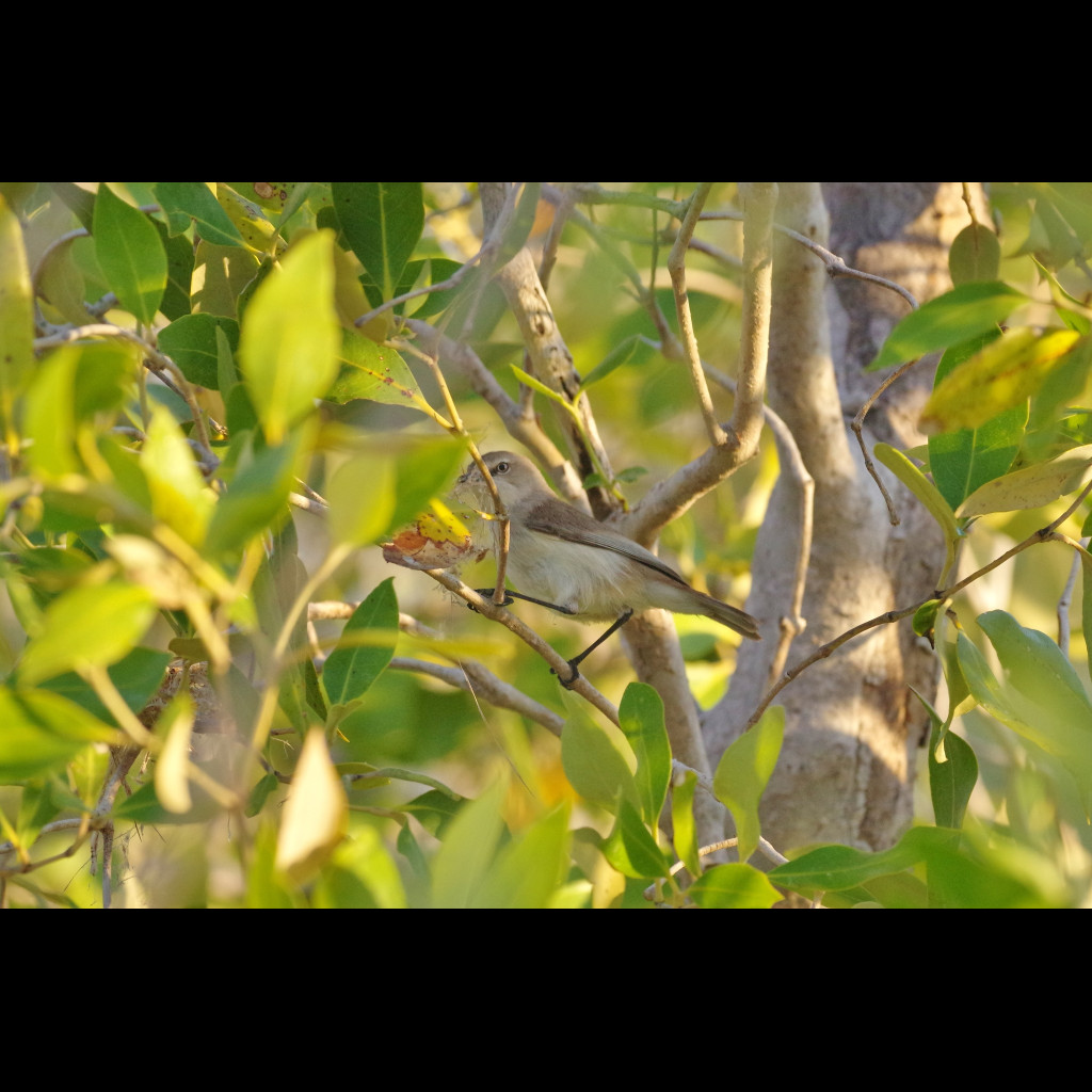 Dusky Gerygone