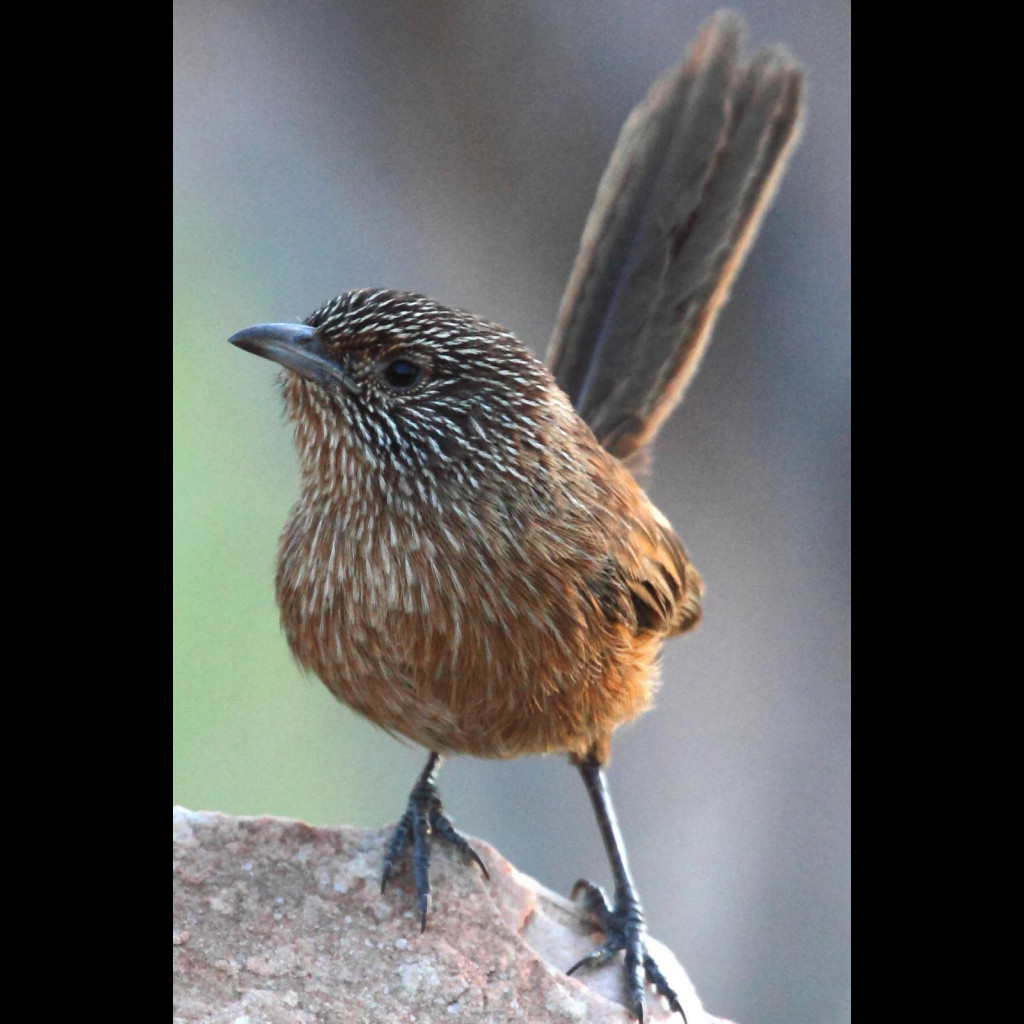 Dusky Grasswren