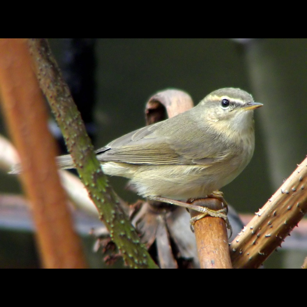 Dusky Warbler