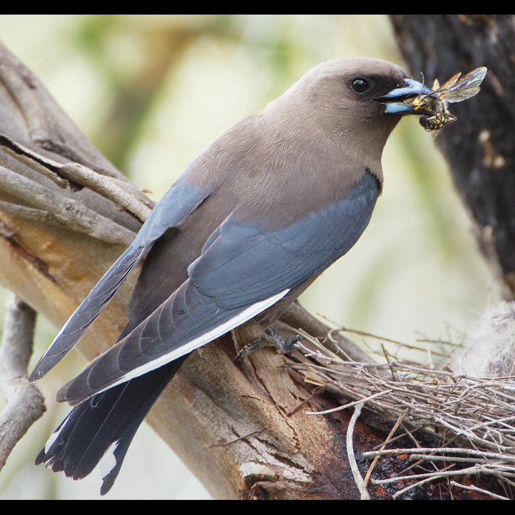 Dusky Woodswallow