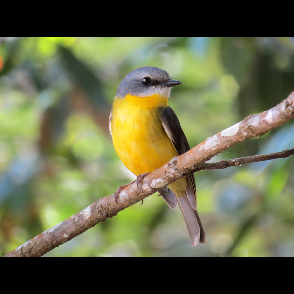 Eastern Yellow Robin