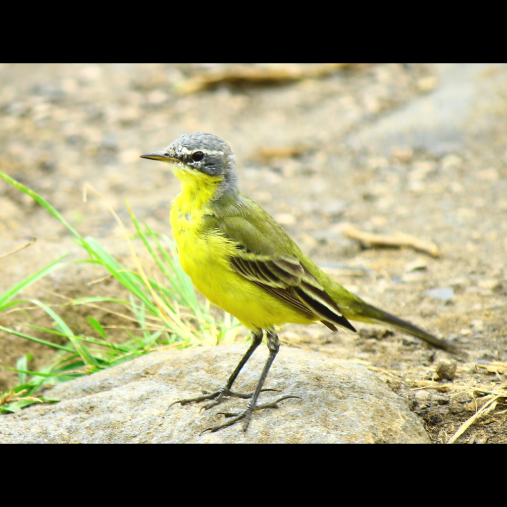 Eastern Yellow Wagtail
