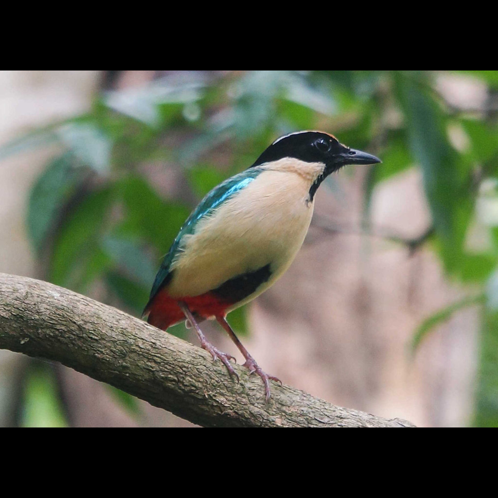 Elegant Pitta