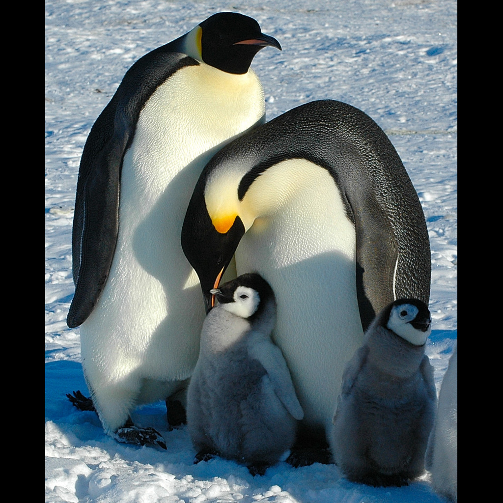 Emperor Penguin